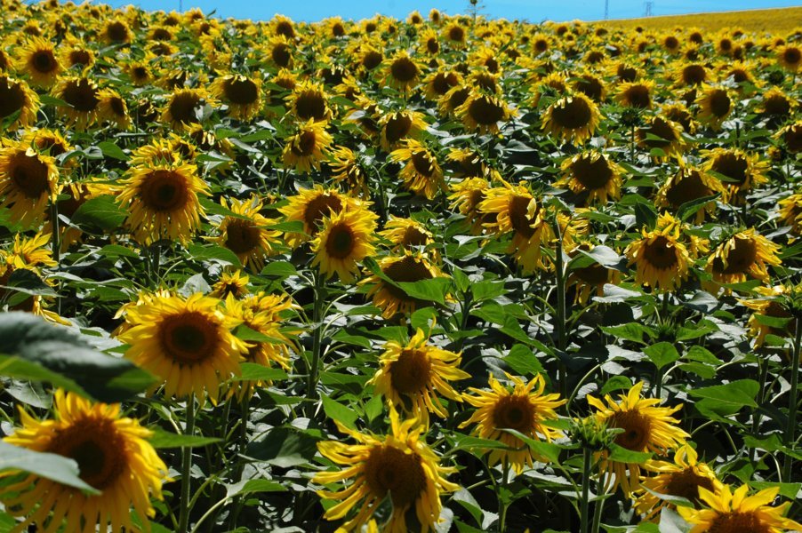 Girasoles - Cádiz - Andalucía - España 1